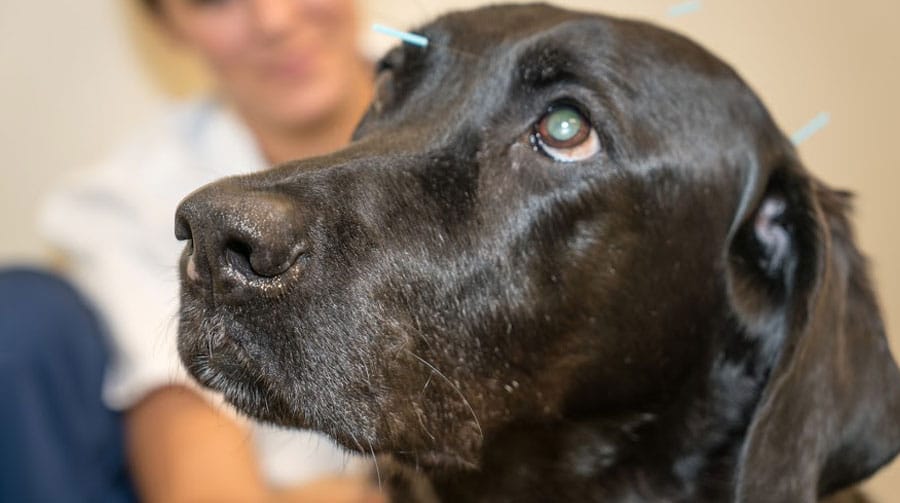 Veterinary acupuncture therapy for pain relief at Primary Care Animal Hospital Long Beach
