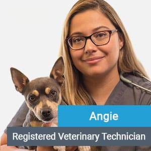 Angie, veterinary team member at Primary Care Animal Hospital in Long Beach