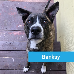 Banksy, a happy pet patient at Primary Care Animal Hospital in Long Beach, CA