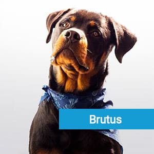 Brutus, patient dog receiving veterinary care at Primary Care Animal Hospital