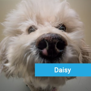 Daisy, a happy pet patient at Primary Care Animal Hospital in Long Beach, CA