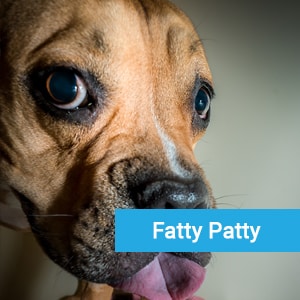 Fatty Patty, a beloved pet patient at Primary Care Animal Hospital in Long Beach, CA