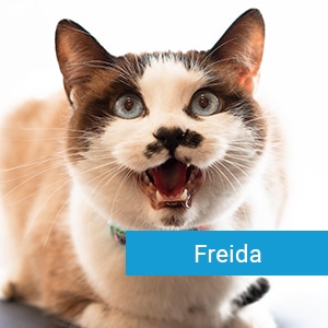 Freida, a veterinary patient at Primary Care Animal Hospital in Long Beach, CA