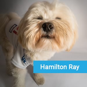 Hamilton Ray, veterinary team member at Primary Care Animal Hospital in Long Beach, CA