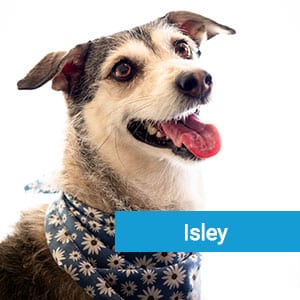 Isley, veterinary team member at Primary Care Animal Hospital in Long Beach