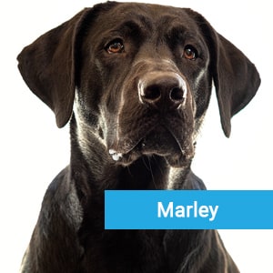 Marley, a happy pet patient cared for at Primary Care Animal Hospital in Long Beach, CA