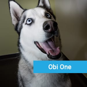 Obi-One, a pet patient at Primary Care Animal Hospital veterinary clinic in Long Beach, CA