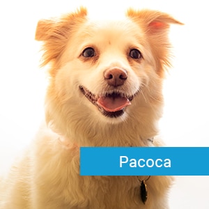 Pacoca, a veterinary patient at Primary Care Animal Hospital in Long Beach, CA