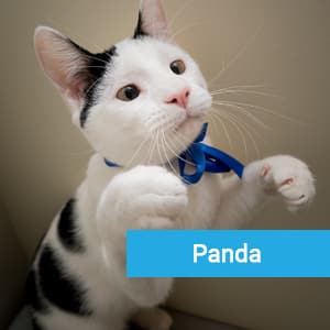 Panda, a happy pet patient at Primary Care Animal Hospital in Long Beach, CA