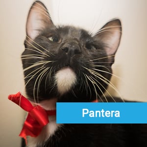 Pantera, a beloved pet patient at Primary Care Animal Hospital in Long Beach, CA
