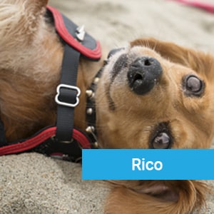 Rico, a happy pet patient at Primary Care Animal Hospital in Long Beach, CA