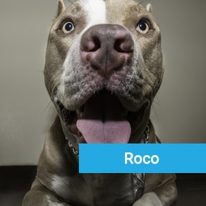 Roco, a pet patient enjoying care at Primary Care Animal Hospital in Long Beach, CA