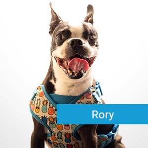 Rory, a cherished pet patient at Primary Care Animal Hospital Long Beach CA