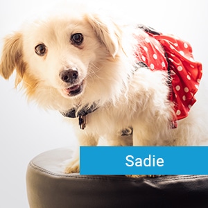 Sadie, a happy pet patient at Primary Care Animal Hospital in Long Beach CA
