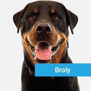 Broly, a pet patient at Primary Care Animal Hospital receiving veterinary care Long Beach