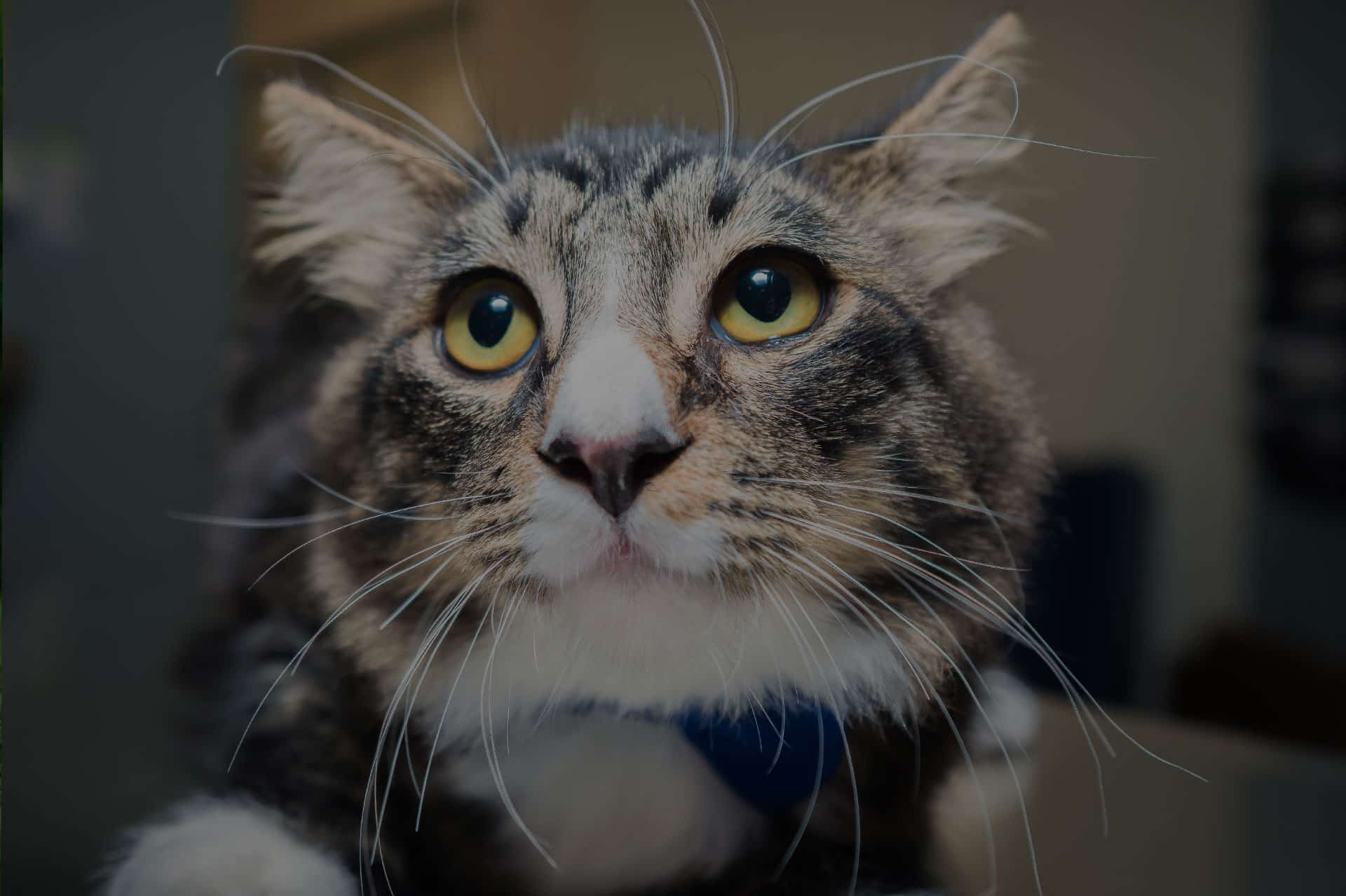 Veterinary exam and treatment services at Primary Care Animal Hospital in Long Beach
