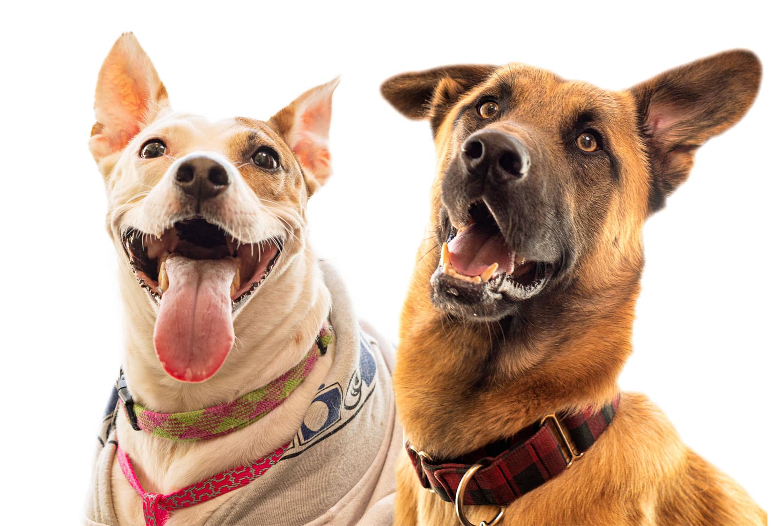 General veterinary care and pet health services at Primary Care Animal Hospital