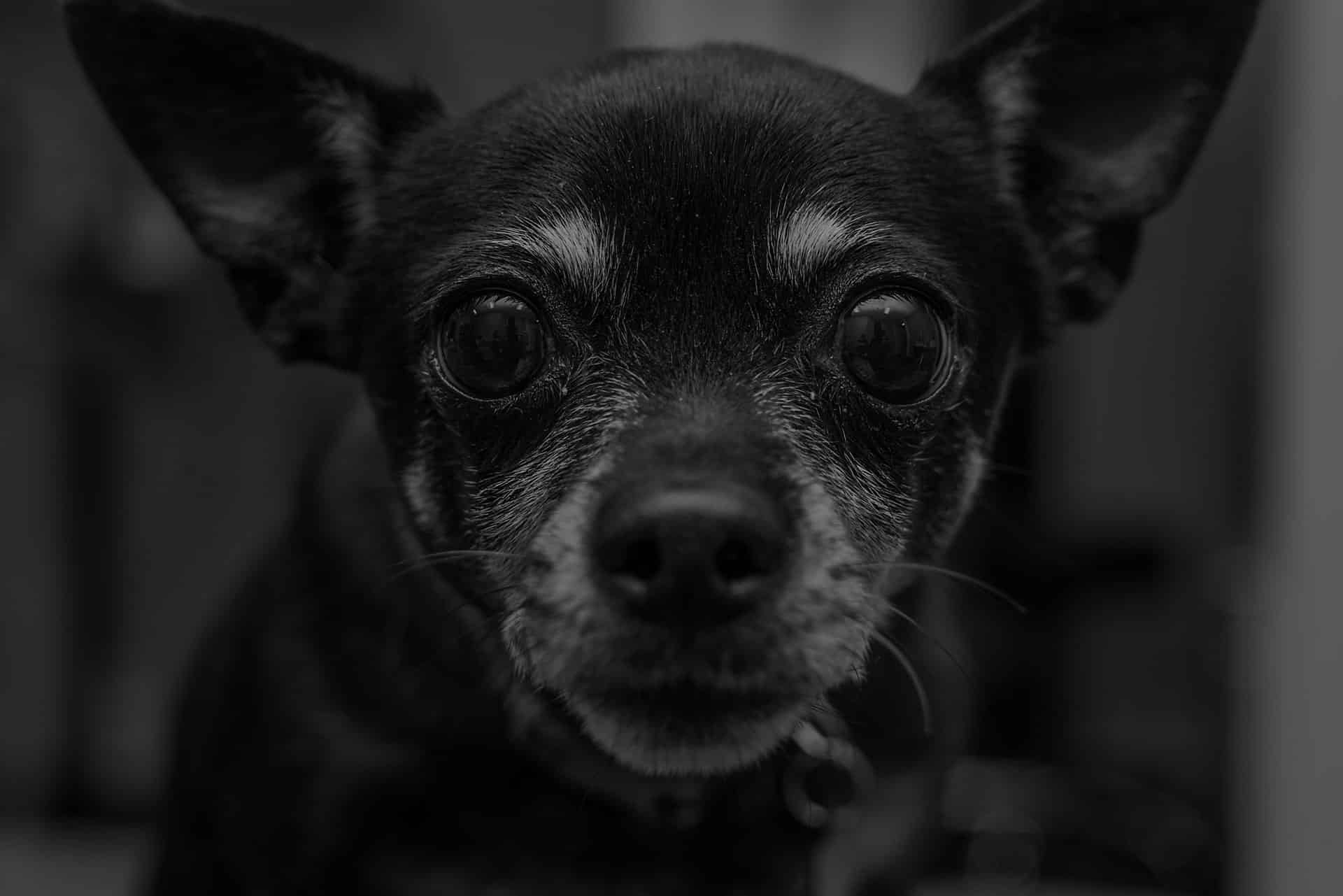 Primary Care Animal Hospital team providing quality pet care in Long Beach, CA
