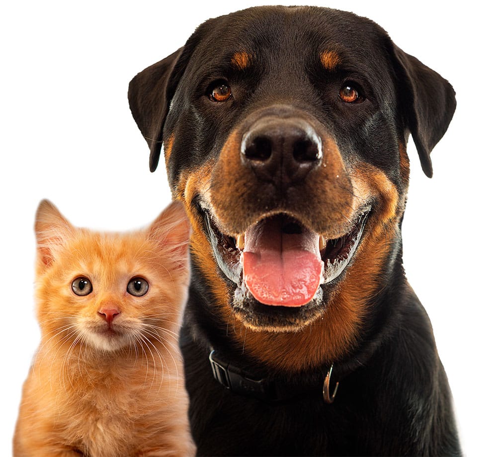 Pet wellness and preventive veterinary care at Primary Care Animal Hospital Long Beach