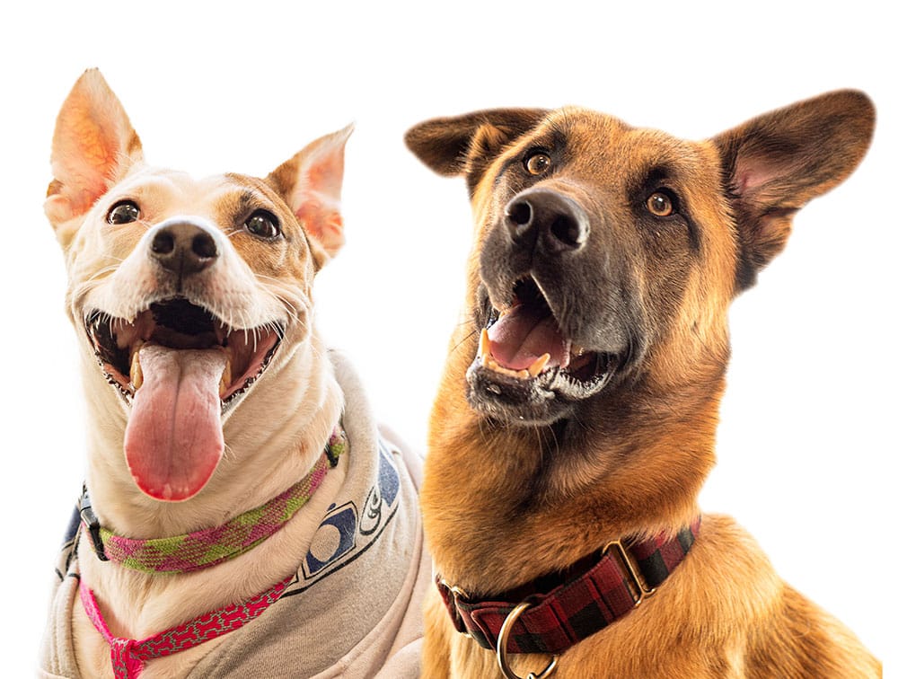 Veterinary services and pet health care at Primary Care Animal Hospital in Long Beach