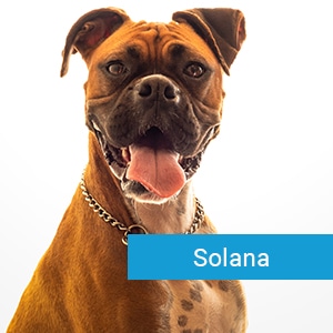 Solana, a beloved pet patient receiving general veterinary care in Long Beach CA