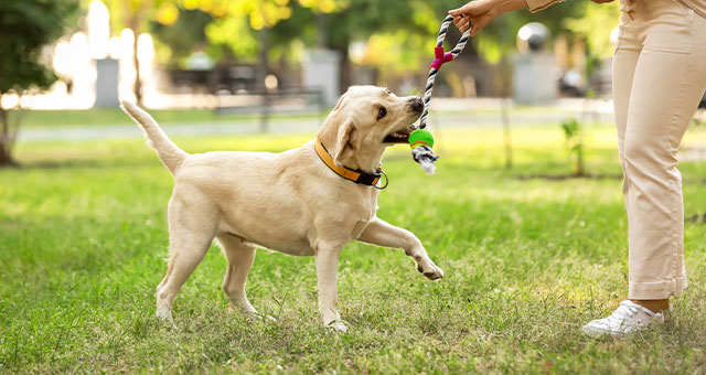 Primary Care Animal Hospital Team - Vet In Long Beach 